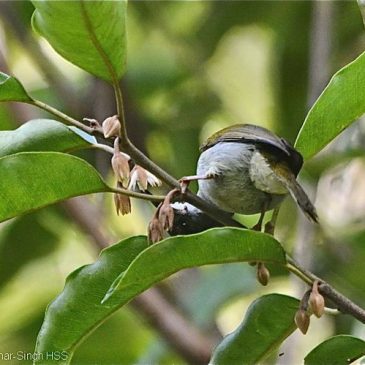 Plain Sunbird – feeding behaviour