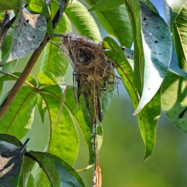 Red-throated Sunbird – nesting