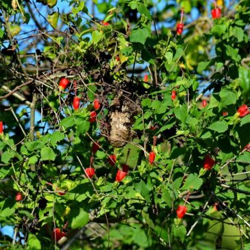Scarlet-backed Flowerpecker – Nesting Observations