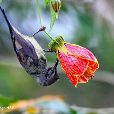 Black-throated Sunbird – nectar sources