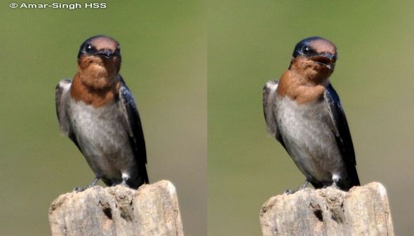 Pacific Swallow Hirundo tahitica javanica – calls at rest