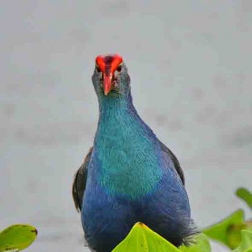 Purple Swamphen – plumage
