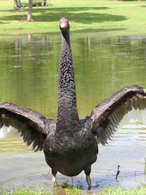 Black Swan’s aggression