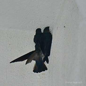 Glossy Swiftlet – nesting conflict