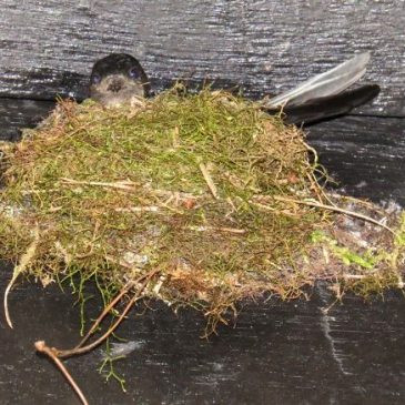 GLOSSY SWIFTLET – NEST CONSTRUCTION