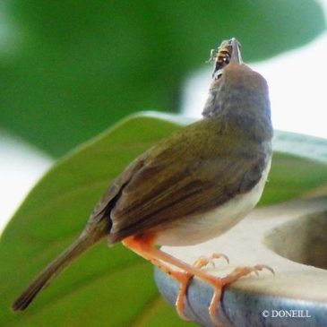 ©Nesting Common Tailorbirds – One Full Circle Part 5
