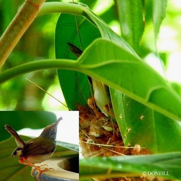 © Nesting Common Tailorbirds – One Full Circle Part 10
