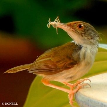 © Nesting Common Tailorbirds – One Full Circle Part 8
