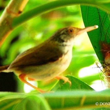 © Nesting Common Tailorbirds – One Full Circle Part 9