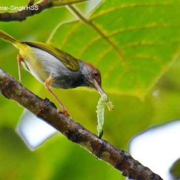 Dark-necked Tailorbird – prey for young