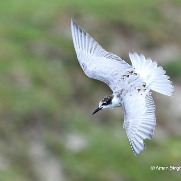 White-winged Terns in flight