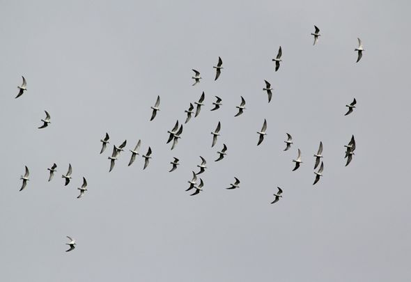 late bird migration and late winter