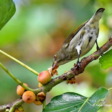Thick-billed Flowerpecker and the fruiting fig tree
