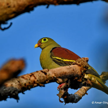 Thick-billed Green-Pigeon at a logged primary forest