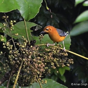Birds feeding on fruits of a Macaranga sp.