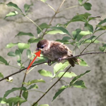 Adult Eurasian Tree-sparrows feeding a fledgling