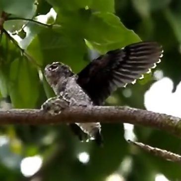 Grey-rumped Treeswift feeding chick – on video