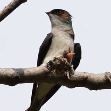 Grey-rumped Treeswift: Male feeding chick and calling female for a shift change