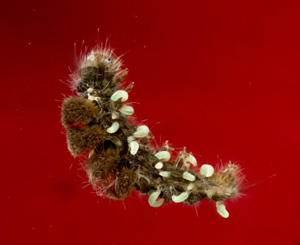 Tussock Moth cat-maggots
