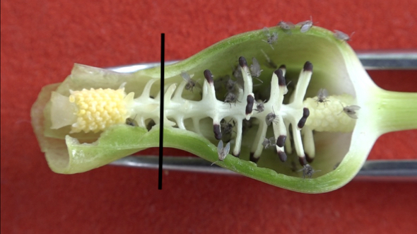 Typhonium-LS spathe base-flowers-gnats