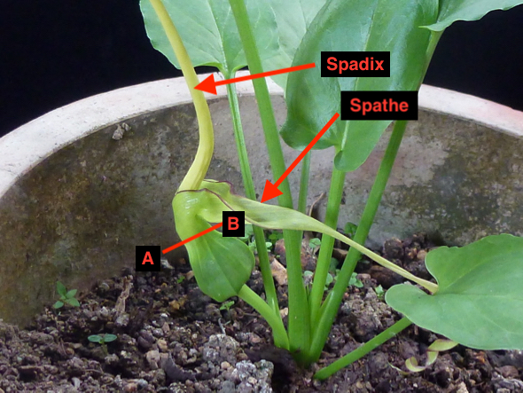 Typhonium divaricatum fl Araceae [wyc] - 1 (1)