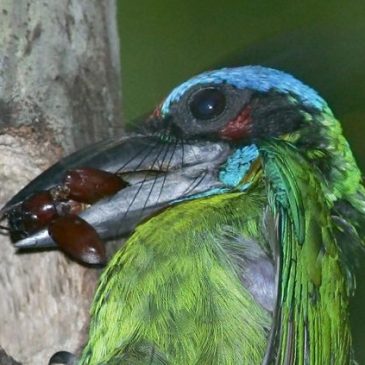 Red-crowned Barbet: Brood care and feeding behaviour