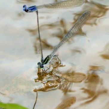 Damselfly male “drowning” his mate while she lays her eggs