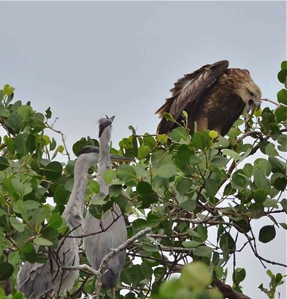 White-bellied Sea-eagle: Grey Heron interaction - Bird Ecology Study Group