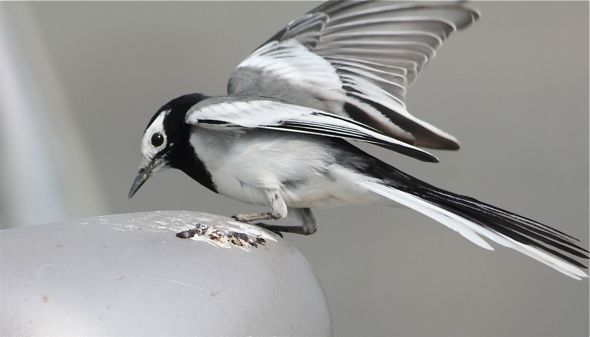 White Wagtail and its image