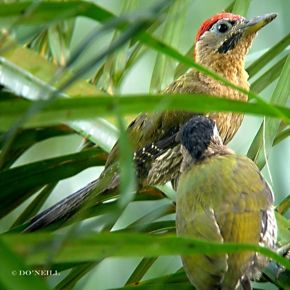 ©LACED WOODPECKER PAIR EATS OIL PALM FRUITS