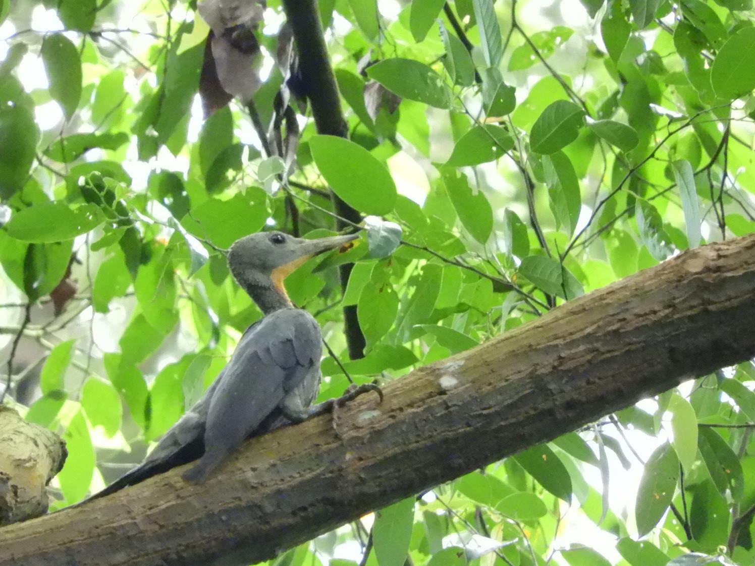 Great Slaty Woodpecker sighted in the Bukit Timah Nature Reserve – Bird  Ecology Study Group