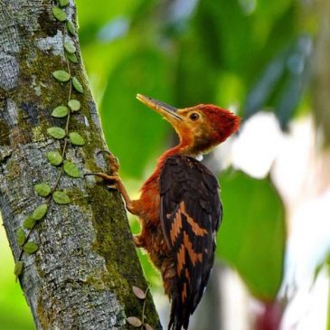 Orange-backed Woodpecker – family unit and calls