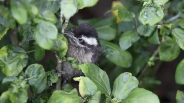 A frightened-looking Sunda Pygmy Woodpecker fledgling…