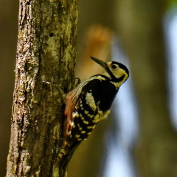 White-backed Woodpecker – Hokkaidō