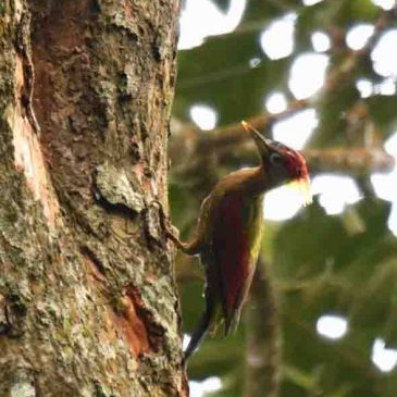 Crimson-winged Woodpecker – calls