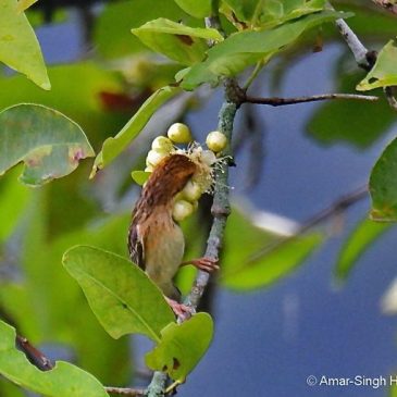 Baya Weaver – more nectar feeding