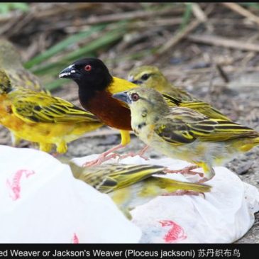 Golden-backed Weaver: Stages of moulting