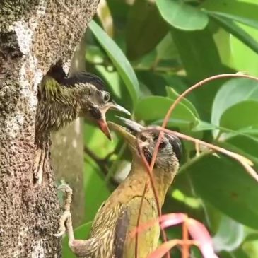 Laced Woodpecker mother feeds chick with regurgitated food