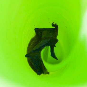 Whiskered Myotis bat roosting inside rolled up leaf of banana plant