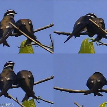 Courting behaviour of the Whiskered Treeswift