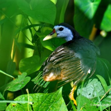 White-breasted Waterhen – adult wing moult