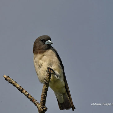A perching White-breasted Woodswallow