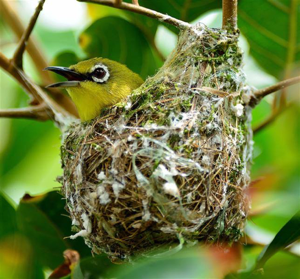 WhiteEyeO-SunbirdOB nest destroy [JWee]