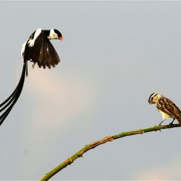 Courtship of the Pin-tailed Whydar