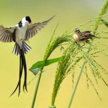 Courtship dance of the Pin-tailed Whydah (video)