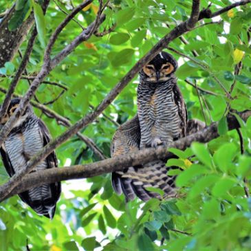 Spotted Wood-owl mating