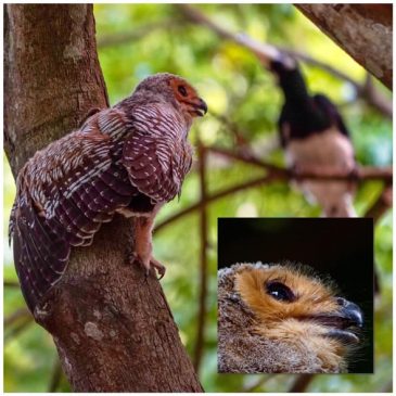 Oriental Pied Hornbills eying fallen Spotted-wood Owlet