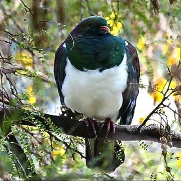 New Zealand Pigeon (kereru)