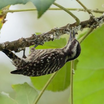 Sunda Pygmy Woodpecker feeding