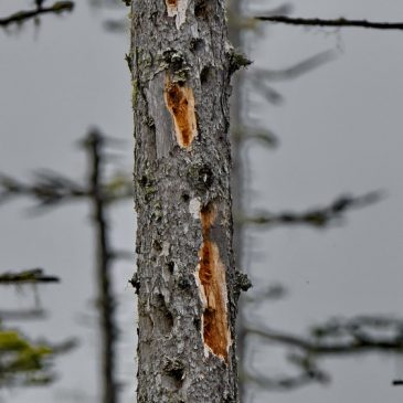 Why do Woodpeckers Make Holes in Trees?